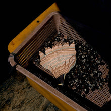 Eventail Conch shell Large - PUBUMÉSU THE NICE FLEET